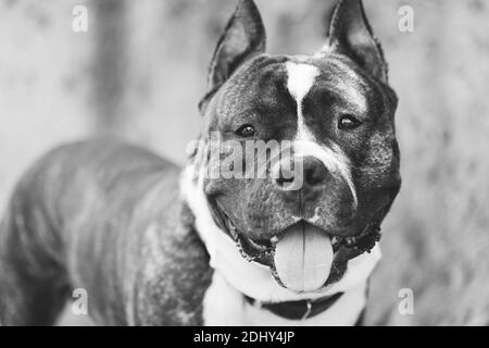 Chien adulte Staffordshire Terrier extérieur gros plan. Portrait noir et blanc. Banque D'Images