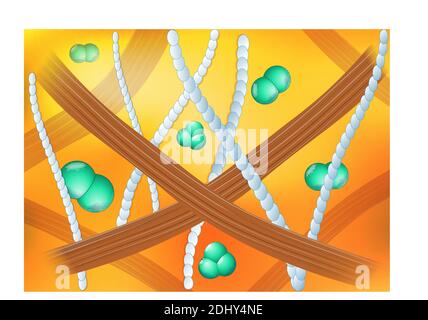 Collagène dans l'espace extracellulaire de la peau humaine. Fibrilles de collagène (brun), élastine (blanc), acide hyaluronique (vert). Antécédents médicaux. Vecteur Illustration de Vecteur