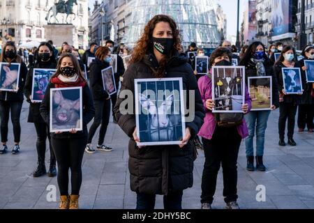 Les manifestants portant des masques comme mesure préventive contre la propagation du covid-19 tiennent des placards avec des images d'animaux pendant la manifestation.le groupe de manifestants lève des affiches avec des images d'animaux. Des dizaines d'activistes se rassemblent à Puerta del sol, la place centrale de Madrid, dans le cadre de la Journée internationale des droits des animaux, pour dénoncer les mauvais traitements systématiques subis par les animaux en Espagne. La démonstration s'est déroulée sous le slogan « Save the Planet - Save the Animal - Save the future ». Banque D'Images