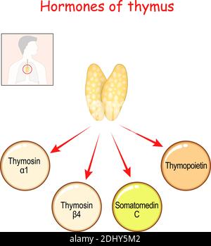 Hormones produites par la glande de Thymus. Thymopoïétine, facteur de croissance semblable à l'insuline (IGF-1) ou somatomédine C, thymosine alpha et thymosine bêta. Vecteur Illustration de Vecteur