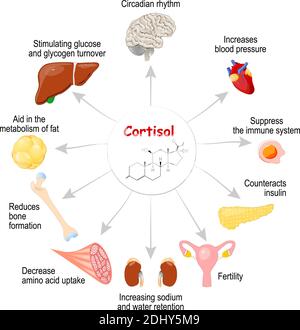 Le rôle du cortisol dans le corps. C'est hormone libérée en réponse au stress et à une faible concentration de glucose dans le sang. Système endocrinien humain Illustration de Vecteur