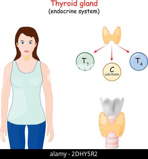 hormones thyroïdiennes. Système endocrinien humain. Infographies. Diagramme vectoriel Illustration de Vecteur