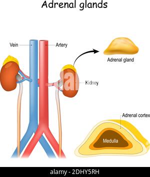 Anatomie des glandes surrénales. Rein et uretère, aorte et veine cave inférieure. Structure et section transversale des glandes suprarénales. Système endocrinien. Illustration de Vecteur