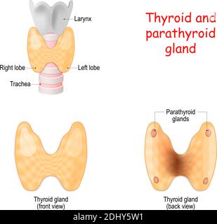 Thyroïde, et les glandes parathyroïdes vue avant et arrière sur fond blanc. Thyroïde, trachée et larynx. Diagramme vectoriel. Illustration médicale. Illustration de Vecteur