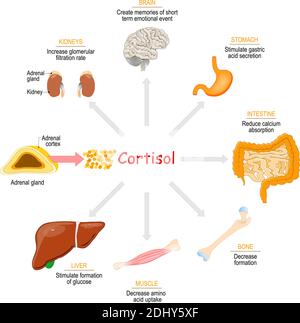 Cortisol. Effets sur la santé. Réponse métabolique et immunitaire. Hormone stéroïde. Glucocorticoïde Illustration de Vecteur