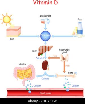 Vitamine D. sources, métabolisme et organes qui régulent le taux de calcium dans le sang (os, rein, intestin, glande parathyroïdienne, foie et peau) Illustration de Vecteur
