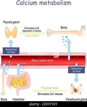 Métabolisme du calcium et impact sur les organes humains. Carence en vitamine D. illustration du vecteur médical. Schéma marqué. Infographie Illustration de Vecteur