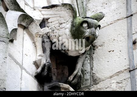 Illustration de Gargouille (Gargouille) à l'église et la cathédrale de Paris, France, le 03 avril 2016. Le terme gargouille est le plus souvent appliqué à l'œuvre médiévale, mais à tous les âges, certains moyens de diversion de l'eau, quand ils ne sont pas transportés dans les gouttières, ont été adoptés. Dans l'architecture égyptienne ancienne, les gargouilles montraient peu de variation, généralement sous la forme d'une tête de lion. Des jets d'eau semblables à l'embouchure du lion ont également été observés sur les temples grecs, sculptés ou modélisés dans le cymatium en marbre ou en terre cuite du cornice. Un excellent exemple de ceci sont les 39 becs d'eau à tête de lion restants sur le Temple de Z Banque D'Images