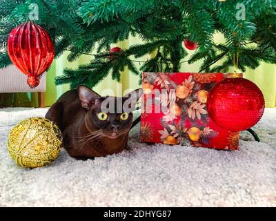 Adorable chat birman sous l'arbre de Noël. Décorations traditionnelles de boules de Noël rouges et dorées et boîte cadeau emballée. Banque D'Images