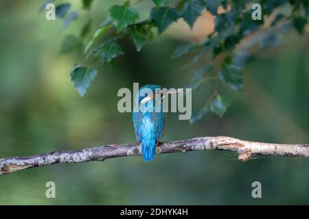 Magnifique oiseau de Kingfisher bleu, mâle de Common Kingfisher, assis sur un banc.h, profil arrière. Fond vert nature Banque D'Images