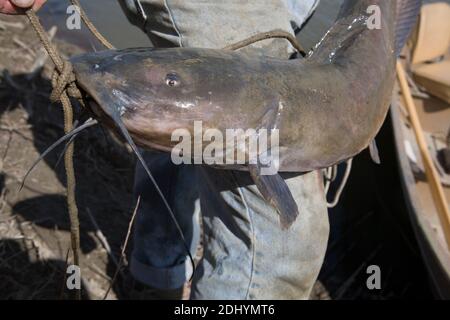 Joli poisson-chat (Ictalurus punctatus) capturé à Rock Creek depuis la rivière Missouri, Montana. Banque D'Images