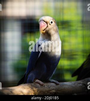 Parrot Agapornis fischeri (oiseau lovebird de Fischer) Banque D'Images