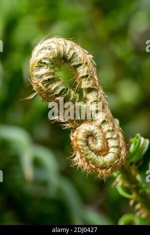 Issaquah, Washington, États-Unis. Têtes de violon de l'Ouest de l'espadon. Les frondes déroulent partiellement leurs « têtes de violon » vers la fin du mois de mai. Banque D'Images