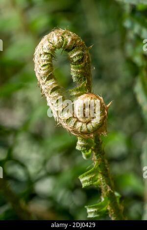 Issaquah, Washington, États-Unis. Têtes de violon de l'Ouest de l'espadon. Les frondes déroulent partiellement leurs « têtes de violon » vers la fin du mois de mai. Banque D'Images