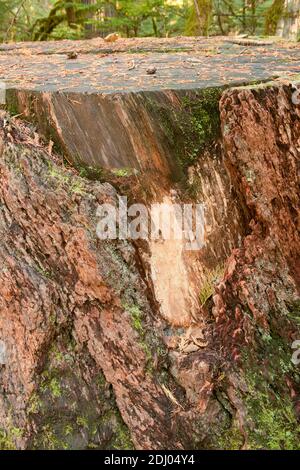 Newwalem, Washington, États-Unis. Souche de cèdre rouge de l'Ouest avec une partie de l'écorce enlevée sur le sentier des Cèdres. Banque D'Images