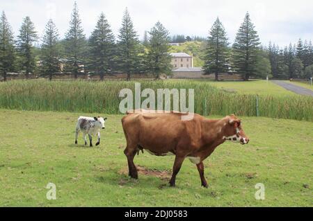 Île Norfolk, territoire australien externe, vaches errant dans la zone du patrimoine mondial de Kingston. Les pins endémiques de l'île Norfolk derrière eux. Banque D'Images