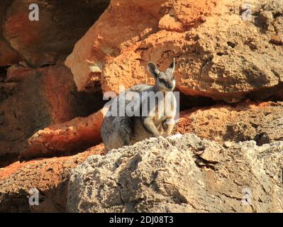 Rock Wallaby dans le parc national de Cape Range, Australie occidentale Banque D'Images