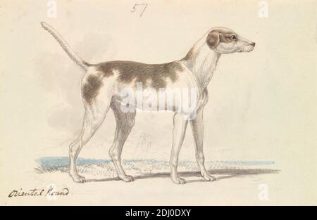 Oriental Hound, Charles Hamilton Smith, 1776–1859, belge, env. 1837, aquarelle, encre brune et stylo et encre grise et graphite sur papier à feuilles moyennes, légèrement texturées, crème, feuille: 4 1/4 × 6 1/2 pouces (10.8 × 16.5 cm), art animal Banque D'Images