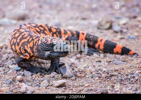 Gros plan sur le Lizard de Gila Monster, venimeux et bas angle, debout sur la route de terre en Arizona. Banque D'Images