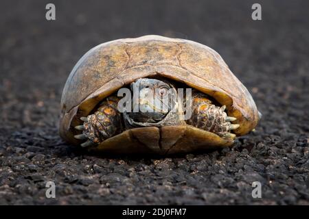 Tortue à ciel fermé ou en forme de calebasse avec yeux rouges lumineux, assise sur la route de l'Arizona. Banque D'Images