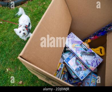 Huntingdon Valley, Pennsylvanie, États-Unis. 12 décembre 2020. Barnaby Rose le chien, regarde une boîte de jouets recueillis au cours d'une visite sans contact, social et distancé avec le Père Noël samedi, 12 décembre 2020 à la nouvelle église du Seigneur dans la vallée de Huntingdon, Pennsylvanie. Les participants ont également été encouragés à apporter un nouveau jouet non ouvert que le LNC va à son tour transmettre à une famille dans le besoin. Crédit : William Thomas Cain/Alay Live News Banque D'Images