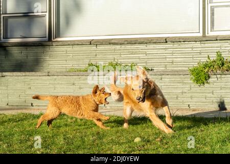 Issaquah, Washington, États-Unis. Maple, un chiot de 10 semaines Red Golden Retreiver pourchassant son compagnon de jeu, Aspen, un adulte Golden Retreiver, dans leur cour. Banque D'Images