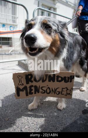 Cent manifestants se sont emmis dans les rues de Rennes, dans l'ouest de la France, le 21 mai 2016, pour la marche contre Monsanto, dans le cadre d'une manifestation contre la multinationale agrochimique. Les militants protestent contre les produits génétiquement modifiés (OGM) de Monsanto et contre le monopole présumé que Monsanto a sur le marché de l'approvisionnement alimentaire. Photo du Vicent Feuray/ABACAPRESS.COM Banque D'Images