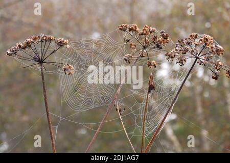 Toiles d'araignée en filigrane, tissées entre des plantes à ombelles dans la mousse de Schwenninger Banque D'Images