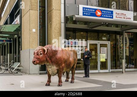 VANCOUVER, CANADA - le 05 NOVEMBRE 2019 : le taureau de bronze grandeur nature appelé Royal Sweet Diamond West Georgia Street. Banque D'Images