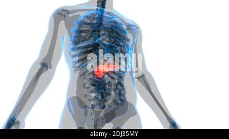 Anatomie interne du pancréas de l'organe humain Banque D'Images
