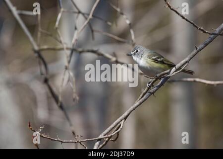 Vireo à tête bleue (Vireo solitarius) perchée sur une branche, long Island, New York Banque D'Images