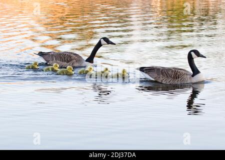 Bernaches du Canada (Branta canadensis) avec oisons, long Island, New York Banque D'Images