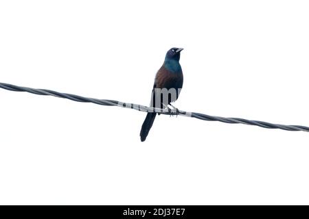 Grackle commun (Quiscalus quiscula) perché sur un fil, long Island, New York Banque D'Images