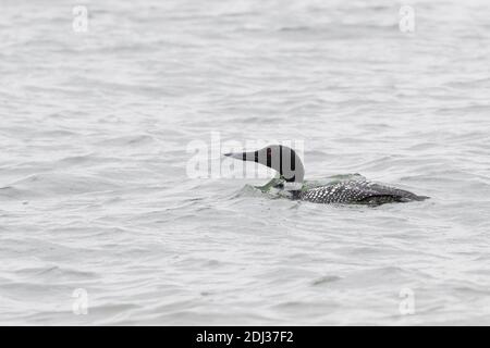 Loon commun (Gavia immer) dans le plumage reproducteur, long Island, New York Banque D'Images