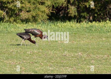 Ibis brillant (Plegadis falcinellus) fourragent dans l'herbe, long Island, New York Banque D'Images