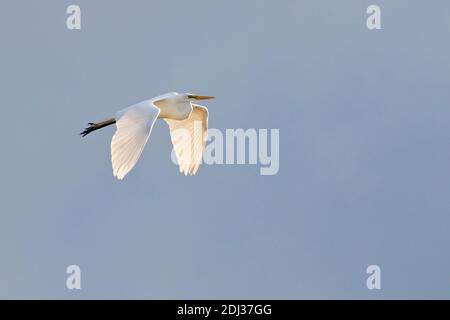 Grand Egret (Ardea alba) en vol, long Island, New York Banque D'Images