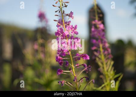 Inflorescence de la fleur rose Ivan-tea ou Cyprus à feuilles étroites ou Koporskaya le thé (Latino Chamaénergie angustifolium ou Epilobium angustifolium) se blooms i Banque D'Images