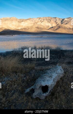 Tinemaha Reservoir est un lac du comté d'Inyo, en Californie, aux États-Unis, qui fournit de l'eau aux villes du sud de la Californie. C'est une maison à la faune comme les oiseaux. Banque D'Images