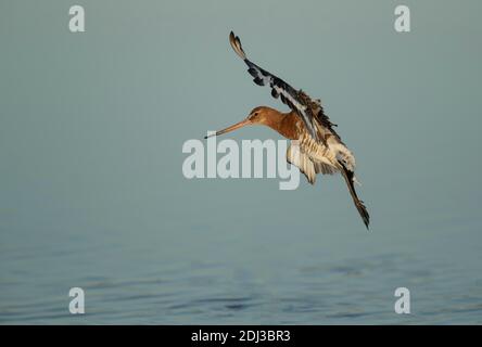 Godwit à queue noire (Limosa limosa) oiseau mâle adulte en vol, Norfolk, Angleterre, Royaume-Uni Banque D'Images