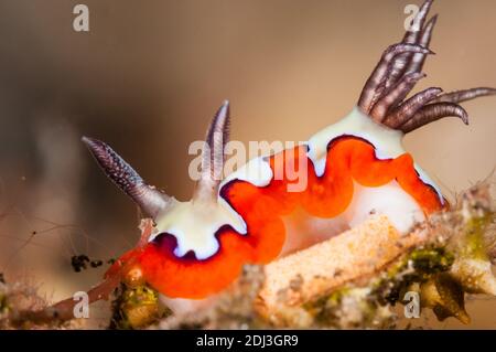 Nudibranch, Goniobranchus fidelis, Chromodoris fiable, fidelis crémeux Nudibranch, Tulamben, Bali, Indonésie Banque D'Images