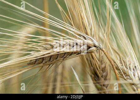 Épis d'orge mûrs et dorés sur le terrain. Oreilles d'orge. Épillets. Récolte de céréales. Gros plan. Macro. Banque D'Images