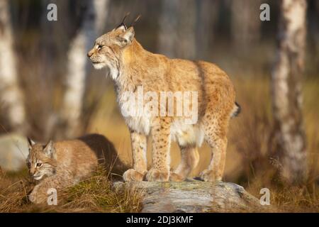 La mère de lynx eurasienne s'occupe de son cub dans le forêt Banque D'Images