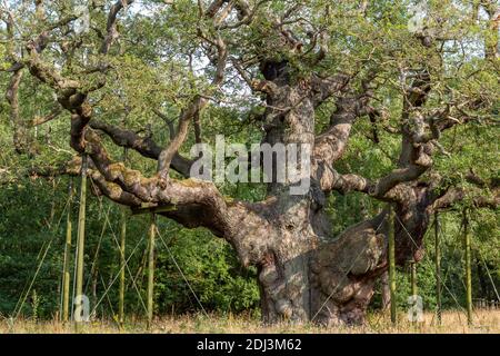 The Major Oak, Sherwood Forest, Notinghamshire, Royaume-Uni. Banque D'Images