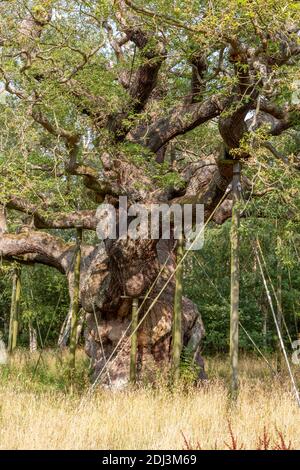 The Major Oak, Sherwood Forest, Notinghamshire, Royaume-Uni. Banque D'Images
