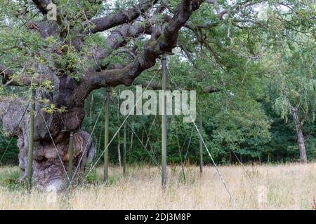 Les montants métalliques soutenant le Major Oak, Sherwood Forest, Notinghamshire, Royaume-Uni. Banque D'Images