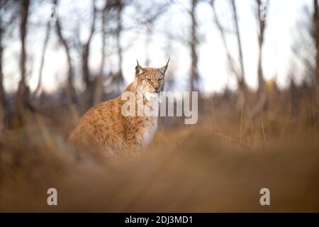 Le lynx eurasien se trouve dans l'herbe sur le sol de la forêt dans le soir Banque D'Images