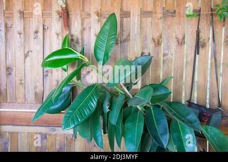 Gros plan de feuilles vertes de plante ficus, sur fond de mur en bois. Usine Ficus elastica. Plantes d'intérieur dans un pot, ficus benjamina, figuier, RU indien Banque D'Images