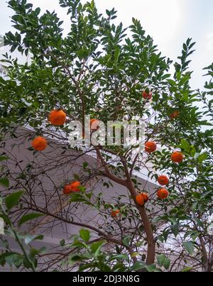 Mandarine dans la cour d'une maison dans la vieille ville de Nicosie, île de Chypre Banque D'Images