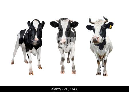 Trois vaches tachetées noires et blanches sur fond blanc. Gros plan sur la vache. Animaux de ferme. Vue directe Banque D'Images