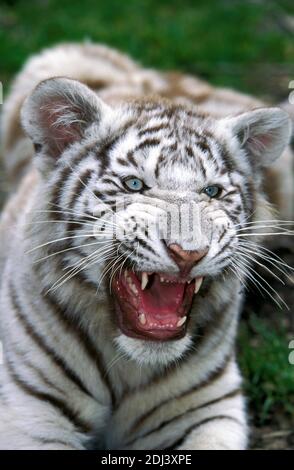 White Tiger, Panthera tigris, Cub snarling Banque D'Images
